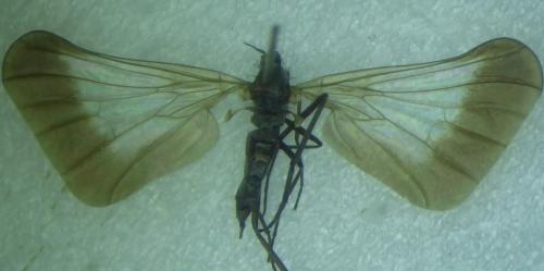 Rhamphomyia marginata
